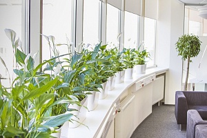 Озеленение офисов и общественных помещений